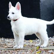 Hvid Schweizisk Hyrdehund Gnocchi