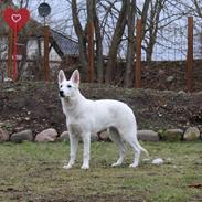 Hvid Schweizisk Hyrdehund Gnocchi