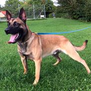 Malinois Czhaplin Codi-Fin