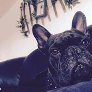 Fransk bulldog Alfred