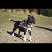 Staffordshire bull terrier Kita 