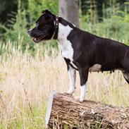 Staffordshire bull terrier Kita 