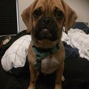 Blanding af racer Meyer - Puggle