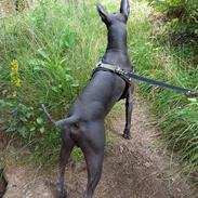 Xoloitzcuintle Veloz Naglis 