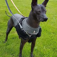 Xoloitzcuintle Veloz Naglis 