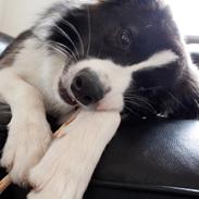 Border collie Bella - Divenzie's Arabella