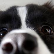 Border collie Bella - Divenzie's Arabella
