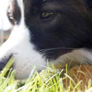 Border collie Bella - Divenzie's Arabella