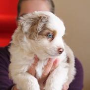 Miniature American Shepherd LilSunKiss Queen Bee - Jitsu