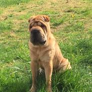 Shar pei Aiko