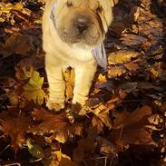 Shar pei Aiko