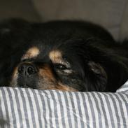 Tibetansk mastiff Tesla