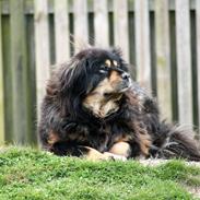 Tibetansk mastiff Tesla