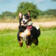 Berner sennenhund Scachris´s Sille "Lippa"