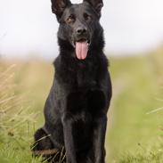 Schæferhund LP's Evita "Shiva"