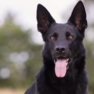 Schæferhund LP's Evita "Shiva"