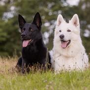 Schæferhund LP's Evita "Shiva"