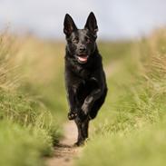 Schæferhund LP's Evita "Shiva"