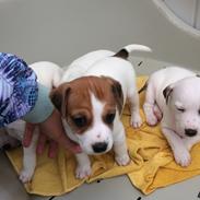 Dansk svensk gaardhund Judy