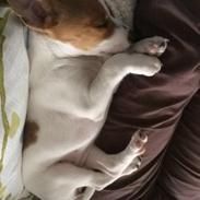 Dansk svensk gaardhund Judy