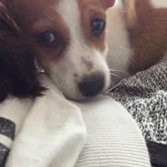 Dansk svensk gaardhund Judy