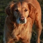 Golden retriever Gia's Golden Chanel