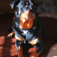 Rottweiler Emmie