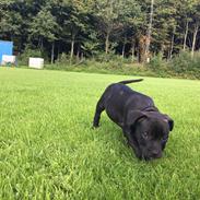 Staffordshire bull terrier Nellie