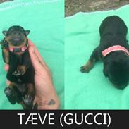 Rottweiler Gucci