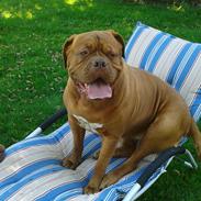 Dogue de bordeaux Wilma