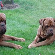 Dogue de bordeaux Wilma