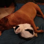 Dogue de bordeaux Wilma