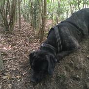 Cane corso Charlie 