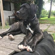 Cane corso Charlie 