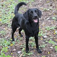 Blanding af racer Enya