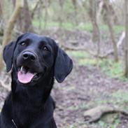 Blanding af racer Enya