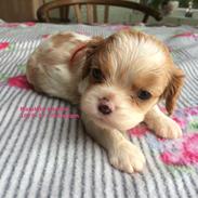 Cavalier king charles spaniel Malekits Kandis