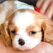 Cavalier king charles spaniel Malekits Kandis