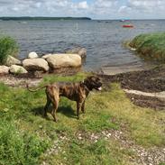 Blanding af racer Balder