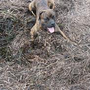 Blanding af racer Balder