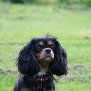 Cavalier king charles spaniel Molly