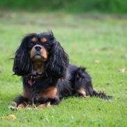 Cavalier king charles spaniel Molly