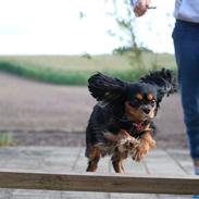 Cavalier king charles spaniel Molly