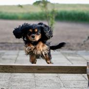 Cavalier king charles spaniel Molly