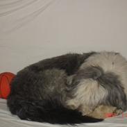 Bearded collie Shetlanas Independent Baloo (Baloo)
