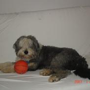 Bearded collie Shetlanas Independent Baloo (Baloo)