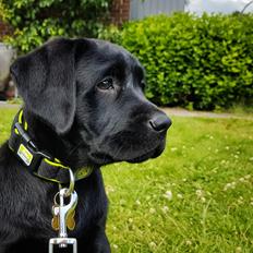 Labrador retriever Leia