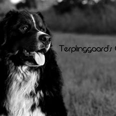 Berner sennenhund Terplinggaard's Charly 'Messi'