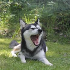 Alaskan Klee Kai | Timber