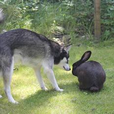 Alaskan Klee Kai | Timber